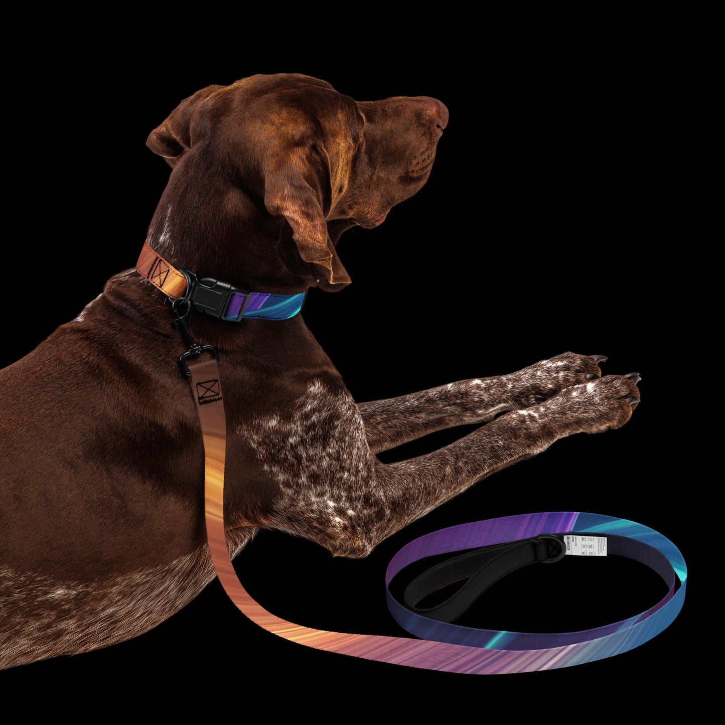 Pet Collar & Leash